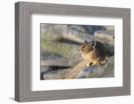 Pika, a Non-Hibernating Mammal Closely Related to Rabbits-Gary Luhm-Framed Photographic Print