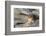 Pika, a Non-Hibernating Mammal Closely Related to Rabbits-Gary Luhm-Framed Photographic Print