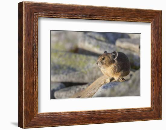 Pika, a Non-Hibernating Mammal Closely Related to Rabbits-Gary Luhm-Framed Photographic Print