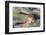 Pika, a Non-Hibernating Mammal Closely Related to Rabbits-Gary Luhm-Framed Photographic Print