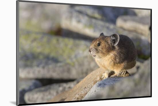 Pika, a Non-Hibernating Mammal Closely Related to Rabbits-Gary Luhm-Mounted Photographic Print