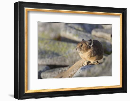 Pika, a Non-Hibernating Mammal Closely Related to Rabbits-Gary Luhm-Framed Photographic Print