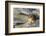 Pika, a Non-Hibernating Mammal Closely Related to Rabbits-Gary Luhm-Framed Photographic Print