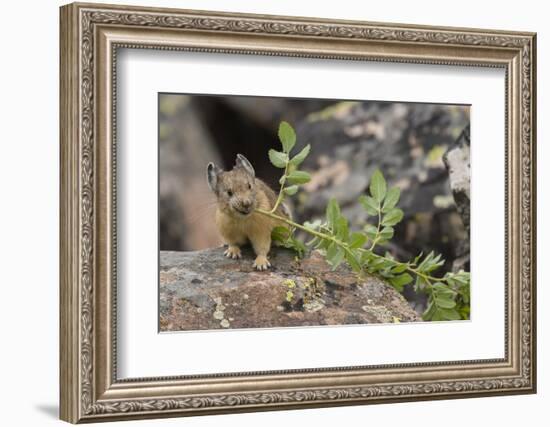 Pika bringing vegetation to Hay pile, in Bridger National Forest, Wyoming, USA, July-Jeff Foott-Framed Photographic Print