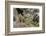 Pika bringing vegetation to Hay pile, in Bridger National Forest, Wyoming, USA, July-Jeff Foott-Framed Photographic Print