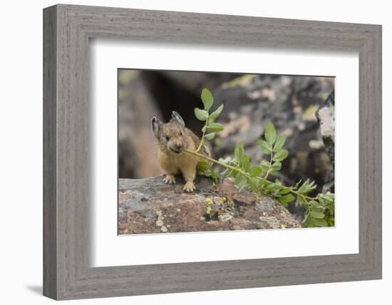 Pika bringing vegetation to Hay pile, in Bridger National Forest, Wyoming, USA, July-Jeff Foott-Framed Photographic Print