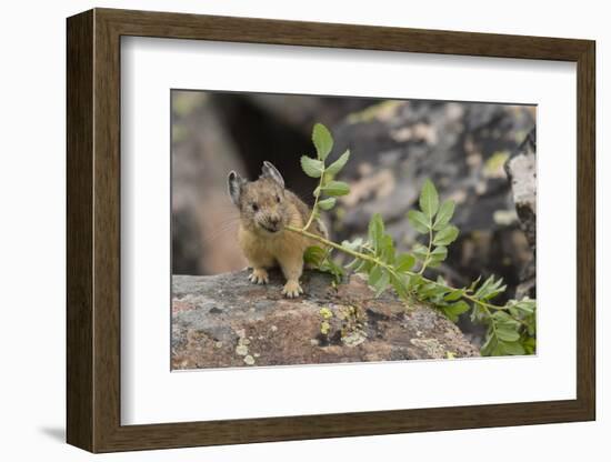 Pika bringing vegetation to Hay pile, in Bridger National Forest, Wyoming, USA, July-Jeff Foott-Framed Photographic Print