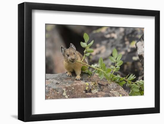 Pika bringing vegetation to Hay pile, in Bridger National Forest, Wyoming, USA, July-Jeff Foott-Framed Photographic Print