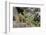 Pika bringing vegetation to Hay pile, in Bridger National Forest, Wyoming, USA, July-Jeff Foott-Framed Photographic Print