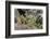 Pika bringing vegetation to Hay pile, in Bridger National Forest, Wyoming, USA, July-Jeff Foott-Framed Photographic Print