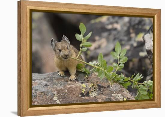 Pika bringing vegetation to Hay pile, in Bridger National Forest, Wyoming, USA, July-Jeff Foott-Framed Premier Image Canvas