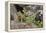 Pika bringing vegetation to Hay pile, in Bridger National Forest, Wyoming, USA, July-Jeff Foott-Framed Premier Image Canvas