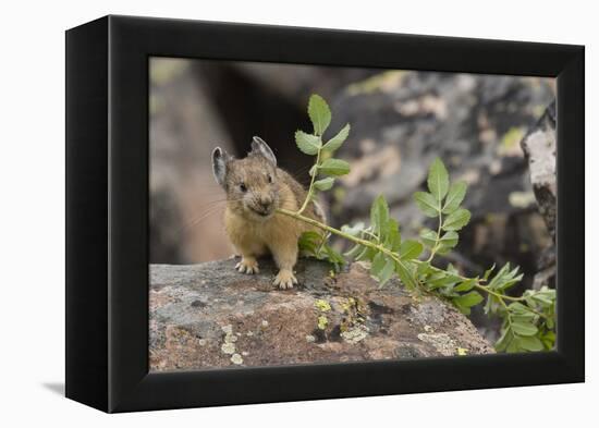 Pika bringing vegetation to Hay pile, in Bridger National Forest, Wyoming, USA, July-Jeff Foott-Framed Premier Image Canvas