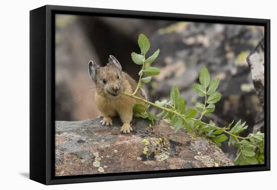 Pika bringing vegetation to Hay pile, in Bridger National Forest, Wyoming, USA, July-Jeff Foott-Framed Premier Image Canvas