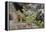 Pika bringing vegetation to Hay pile, in Bridger National Forest, Wyoming, USA, July-Jeff Foott-Framed Premier Image Canvas