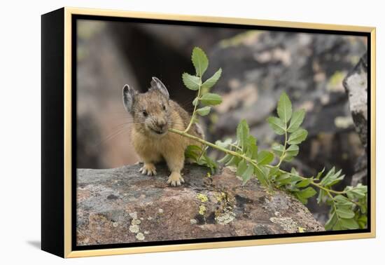 Pika bringing vegetation to Hay pile, in Bridger National Forest, Wyoming, USA, July-Jeff Foott-Framed Premier Image Canvas