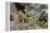 Pika bringing vegetation to Hay pile, in Bridger National Forest, Wyoming, USA, July-Jeff Foott-Framed Premier Image Canvas