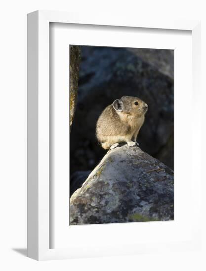 Pika (Ochotona Princeps) In Scree Rock Pile, Sheepeaters Cliff, Yellowstone National Park-Mary Mcdonald-Framed Photographic Print