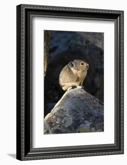 Pika (Ochotona Princeps) In Scree Rock Pile, Sheepeaters Cliff, Yellowstone National Park-Mary Mcdonald-Framed Photographic Print