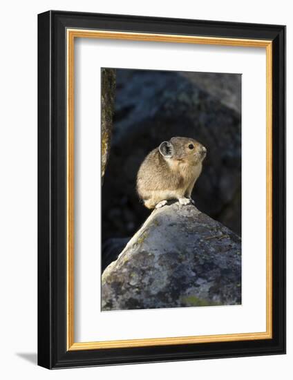 Pika (Ochotona Princeps) In Scree Rock Pile, Sheepeaters Cliff, Yellowstone National Park-Mary Mcdonald-Framed Photographic Print