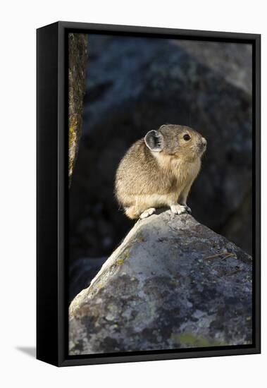 Pika (Ochotona Princeps) In Scree Rock Pile, Sheepeaters Cliff, Yellowstone National Park-Mary Mcdonald-Framed Premier Image Canvas