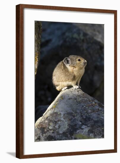 Pika (Ochotona Princeps) In Scree Rock Pile, Sheepeaters Cliff, Yellowstone National Park-Mary Mcdonald-Framed Photographic Print