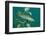 Pike (Esox Lucius), Bavaria, Germany, Europe.-Reinhard Dirscherl-Framed Photographic Print