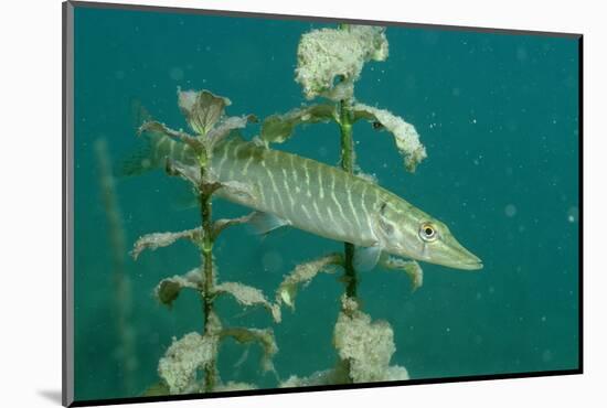 Pike (Esox Lucius), Bavaria, Germany, Europe.-Reinhard Dirscherl-Mounted Photographic Print