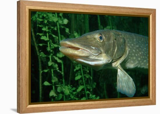 Pike Head (Esox Lucius).-Reinhard Dirscherl-Framed Premier Image Canvas