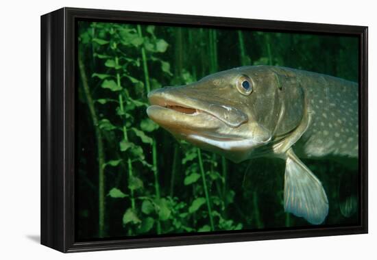 Pike Head (Esox Lucius).-Reinhard Dirscherl-Framed Premier Image Canvas