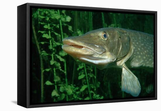 Pike Head (Esox Lucius).-Reinhard Dirscherl-Framed Premier Image Canvas