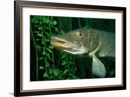 Pike Head (Esox Lucius).-Reinhard Dirscherl-Framed Photographic Print