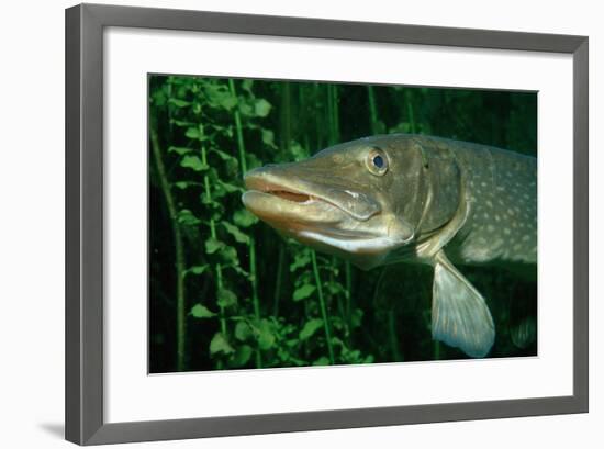 Pike Head (Esox Lucius).-Reinhard Dirscherl-Framed Photographic Print