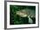 Pike Head (Esox Lucius).-Reinhard Dirscherl-Framed Photographic Print