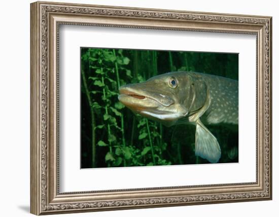 Pike Head (Esox Lucius).-Reinhard Dirscherl-Framed Photographic Print