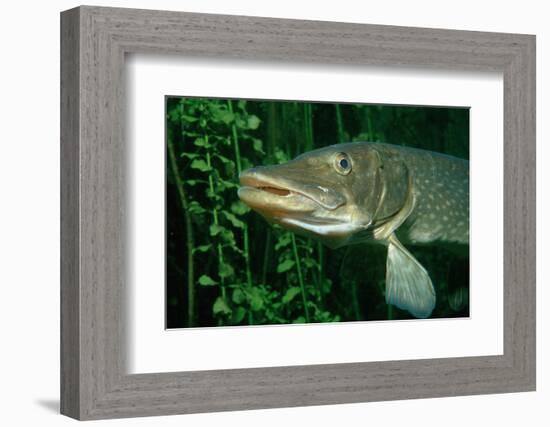 Pike Head (Esox Lucius).-Reinhard Dirscherl-Framed Photographic Print