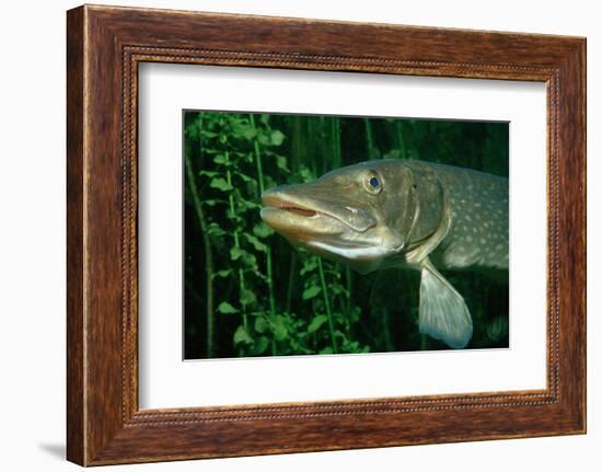 Pike Head (Esox Lucius).-Reinhard Dirscherl-Framed Photographic Print