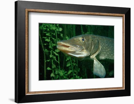 Pike Head (Esox Lucius).-Reinhard Dirscherl-Framed Photographic Print