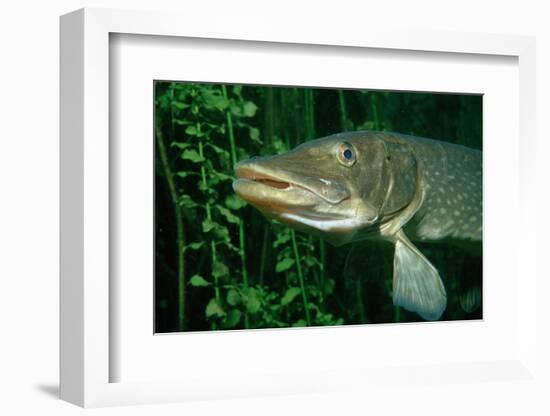 Pike Head (Esox Lucius).-Reinhard Dirscherl-Framed Photographic Print