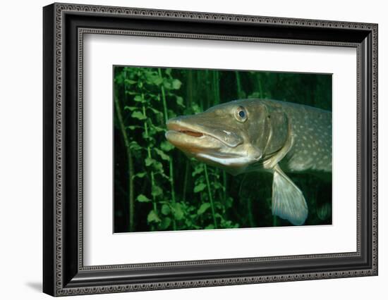 Pike Head (Esox Lucius).-Reinhard Dirscherl-Framed Photographic Print