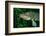 Pike Head (Esox Lucius).-Reinhard Dirscherl-Framed Photographic Print