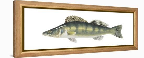 Pike-Perch (Sander Lucioperca), Fishes-Encyclopaedia Britannica-Framed Stretched Canvas