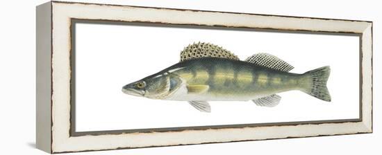 Pike-Perch (Sander Lucioperca), Fishes-Encyclopaedia Britannica-Framed Stretched Canvas