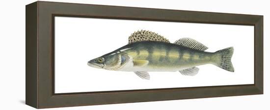 Pike-Perch (Sander Lucioperca), Fishes-Encyclopaedia Britannica-Framed Stretched Canvas