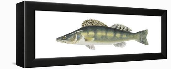 Pike-Perch (Sander Lucioperca), Fishes-Encyclopaedia Britannica-Framed Stretched Canvas