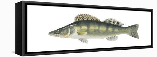 Pike-Perch (Sander Lucioperca), Fishes-Encyclopaedia Britannica-Framed Stretched Canvas