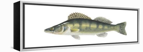 Pike-Perch (Sander Lucioperca), Fishes-Encyclopaedia Britannica-Framed Stretched Canvas