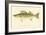 Pike Perch-null-Framed Giclee Print