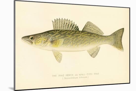 Pike Perch-null-Mounted Giclee Print