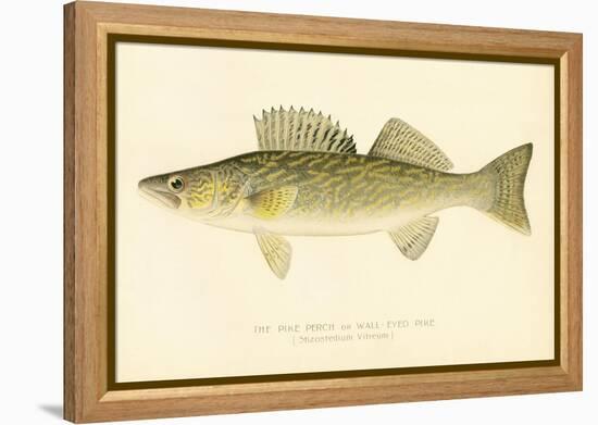 Pike Perch-null-Framed Premier Image Canvas